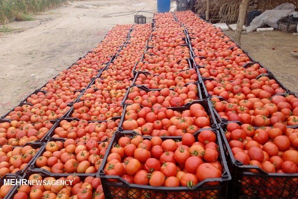 رنگ گرفتن گوجه فرنگی پس از برداشت محصول