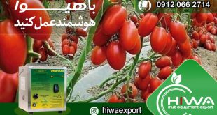 بهترین راه های رشد سریع گوجه فرنگی صادراتی